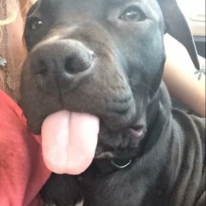 Meet your Posher, Shelby